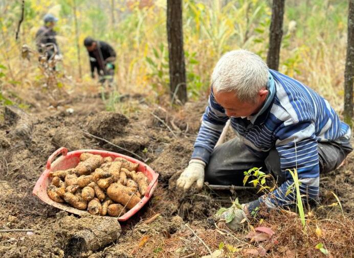 重慶城口:林下中藥材產業助農增收